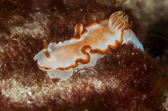  Glossodoris rufomarginata (Sea Slug)